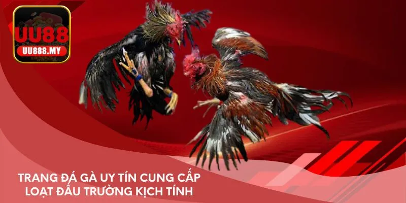 Trang đá gà uy tín cung cấp loạt đấu trường kịch tính