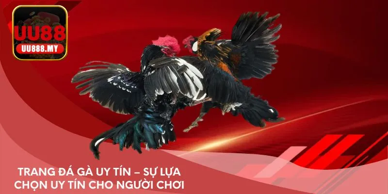 Trang đá gà uy tín – Sự lựa chọn uy tín cho người chơi